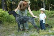 wye niemiecki, spinone italiano