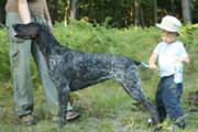 wye niemiecki, spinone italiano