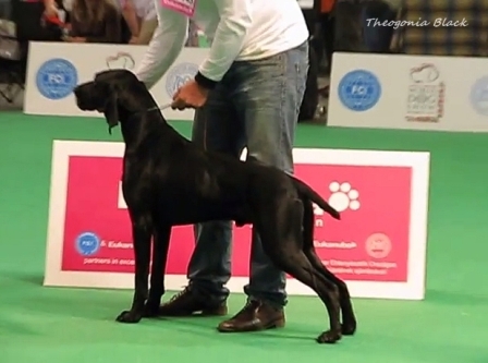 wye niemiecki, spinone italiano