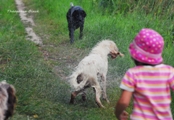 wye niemiecki, spinone italiano