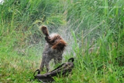 wye niemiecki, spinone italiano