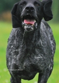 wye niemiecki, spinone italiano