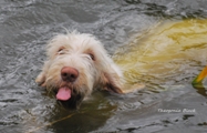 wye niemiecki, spinone italiano