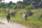 wye niemiecki, spinone italiano