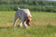 wye niemiecki, spinone italiano