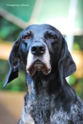 wye niemiecki, spinone italiano