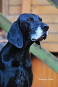 wye niemiecki, spinone italiano