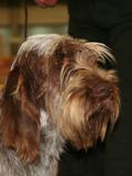 wye niemiecki, spinone italiano