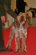 wye niemiecki, spinone italiano