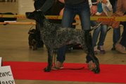 wye niemiecki, spinone italiano