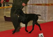 wye niemiecki, spinone italiano