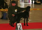 wye niemiecki, spinone italiano