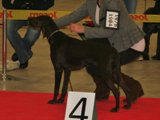 wye niemiecki, spinone italiano