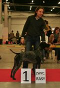wye niemiecki, spinone italiano