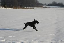 wye niemiecki, spinone italiano