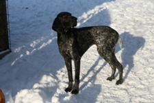 wye niemiecki, spinone italiano
