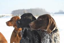 wye niemiecki, spinone italiano