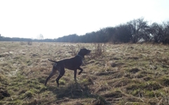 wye niemiecki, spinone italiano