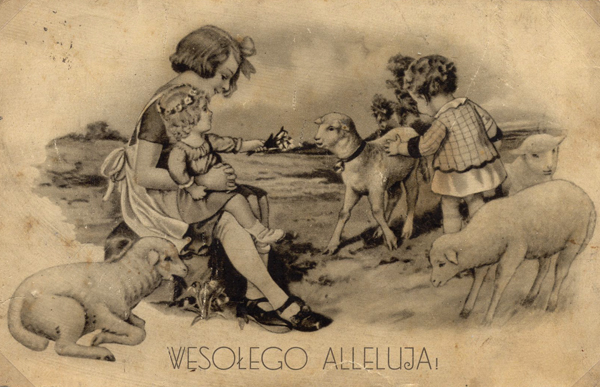 wye niemiecki, spinone italiano