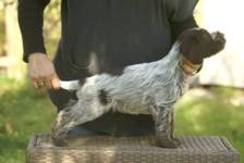 wye niemiecki, spinone italiano