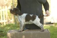 wye niemiecki, spinone italiano