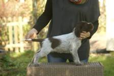 wye niemiecki, spinone italiano