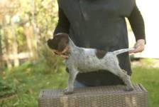 wye niemiecki, spinone italiano