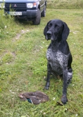 wye niemiecki, spinone italiano