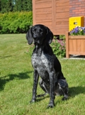 wye niemiecki, spinone italiano