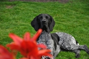 wye niemiecki, spinone italiano