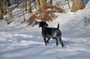 wye niemiecki, spinone italiano
