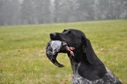 wye niemiecki, spinone italiano