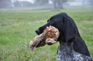 wye niemiecki, spinone italiano