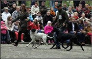 wye niemiecki, spinone italiano