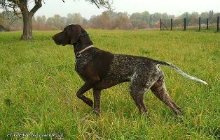 wye niemiecki, spinone italiano