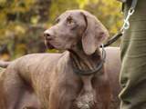 wye niemiecki, spinone italiano