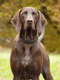 wye niemiecki, spinone italiano