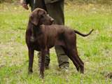 wye niemiecki, spinone italiano