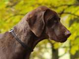 wye niemiecki, spinone italiano