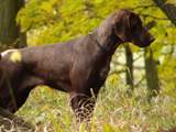 wye niemiecki, spinone italiano