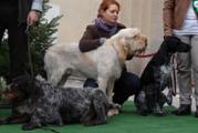 wye niemiecki, spinone italiano