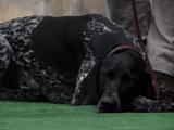 wye niemiecki, spinone italiano