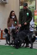 wye niemiecki, spinone italiano