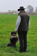 wye niemiecki, spinone italiano