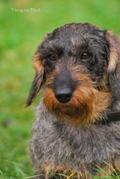 wye niemiecki, spinone italiano