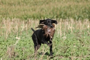wye niemiecki, spinone italiano
