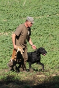wye niemiecki, spinone italiano