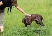wye niemiecki, spinone italiano