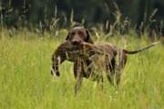 wye niemiecki, spinone italiano