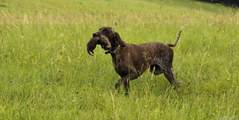 wye niemiecki, spinone italiano